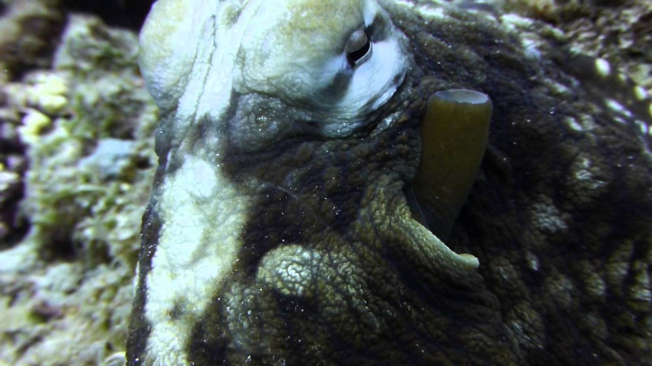 タコの才能 など た くんの狂人日記 タコの才能 など た くんの狂人日記