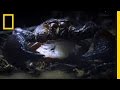 Meet the Scorpion Queen | National Geographic