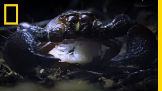 Meet the Scorpion Queen | National Geographic