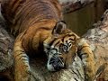 Understanding Tiger Cubs' Behavior