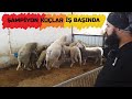 KOYUN SÜRÜSÜNE KOÇ KATTIK | ŞAMPİYON KOÇLAR İŞ BAŞINDA