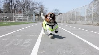 basset hound training montage