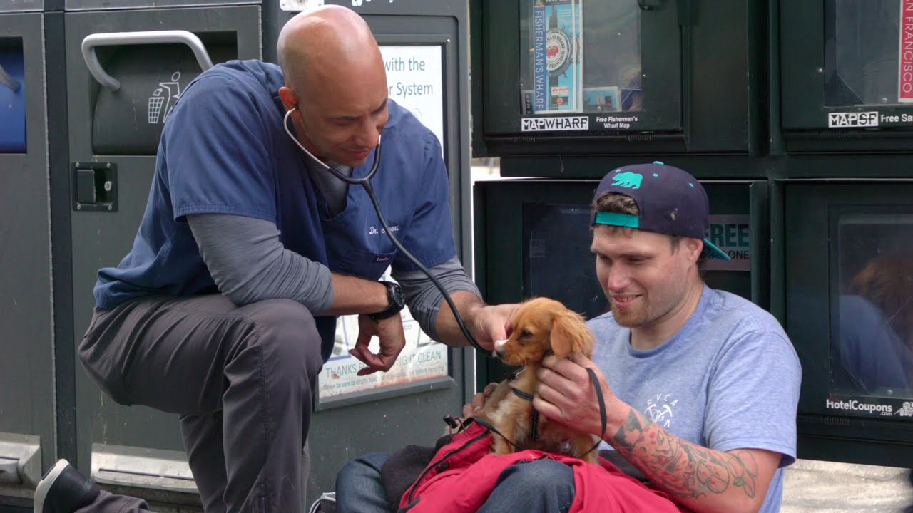 Meet Dr. Kwane Stewart of Top Vets Talk Pets YouTube