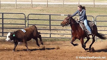 Blue Bayou Jewel - working cows! - ValleyViewRanch.net