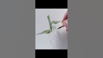 Foxglove in Coloured Pencil 🖌️ #art #botanicalart #colouredpencil #arthelp