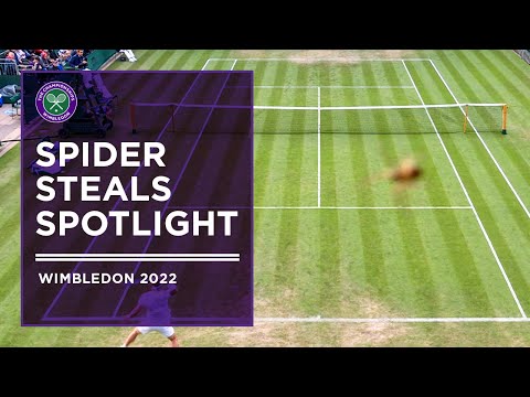Spider Steals Wimbledon Spotlight | Wimbledon 2022