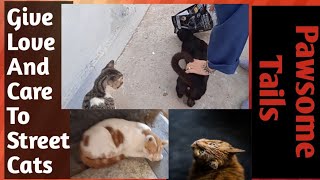 Homeless Cats | Feeding Stray Cats #streetcats #catlover #straycat #meow #cutecat #cat Lady by Animals and Pets  628 views 3 months ago 2 minutes, 57 seconds