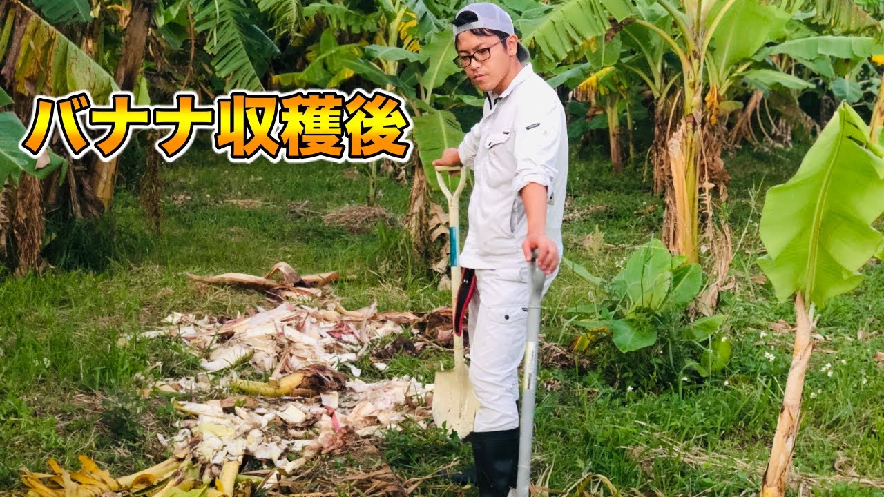 植物の塩害について 台風の後 なぜ枯れるのか 対策は Youtube 植物の塩害について 台風の後 なぜ枯れるのか 対策は Youtube