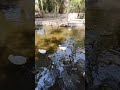 البط يقوم فرحان من النوم احلي سباق سباحة في العالم البط يقوم فرحان من النوم احلي سباق سباحة في العالم