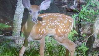 Video thumbnail of "As The Deer - Instrumental Piano Hymns"