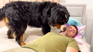 Bernese Mountain Dog Reacts to Me Pretending to Sleep