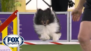 BOSS the Shetland Sheepdog's clean run clinched the 16' class | FOX SPORTS