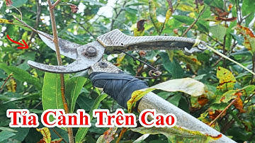 Cách Tỉa Cành Cây Trên Cao Không Cần Vác Thang Theo/ Hướng Dẫn Chế Kéo Tỉa Cành Ngọn Bầu Bí Trên Cao