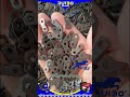 📌070 Chainsaw Chain🚚👉Contact me☎️📠Send price list📫💹🇨🇳➕8️⃣6️⃣ 190 3092 8563 #logging #saw chain
