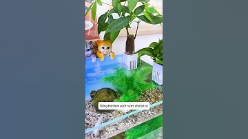 Không muốn thường xuyên thay nước cho bể cá thì chỉ cần làm việc đơn giản này #aquatic #shorts