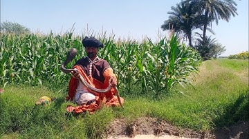 snake video Fiaz jogi caught two dangerous snake black cobra at village | naag jogi new video