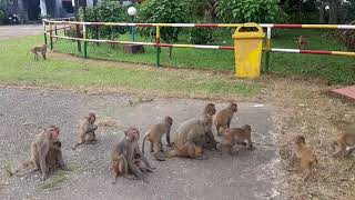 Feeding wild monkeys at Sylhet forest Bangladesh