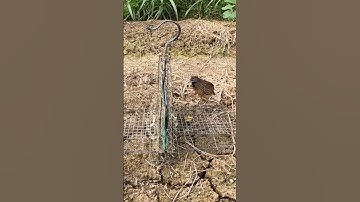 Bẫy Chim Cút Rừng t 156 bằng gương, nhanh dính/đơn giản hiệu quả.#shorts