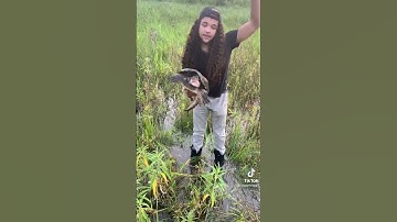 sniping turtle🐢#animals#100k#water#trees#snake#turtle#tiktok#discovery#wildman#Usa#Viral#vital#sumer