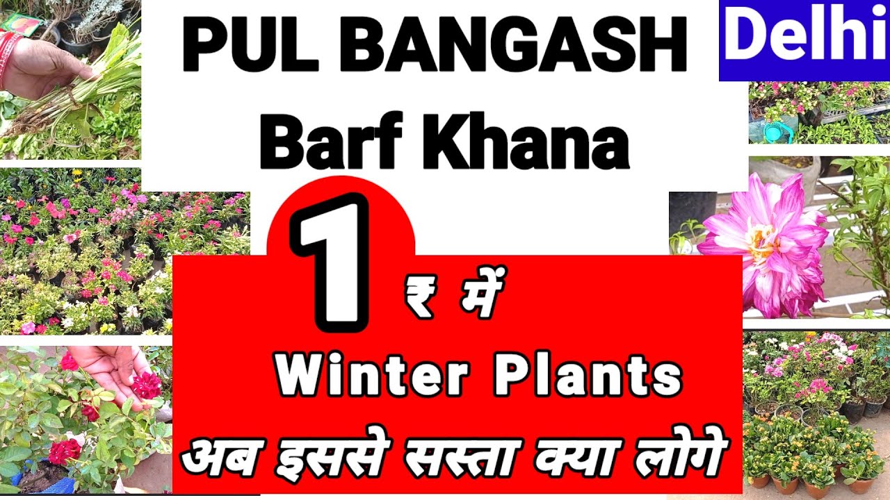 1₹ में सजाएं अपना Garden||Pul Bangash Barf Khana||#youtube #plantnurseryvisit 