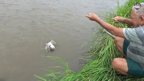 Cắm câu cá lóc bằng mồi cá sặc sống dính cá khủng | Catch fish