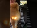 可愛い天使みたいな犬🫧