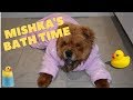 My dog doesn't want to take a bath | Mishkachow funny bathing