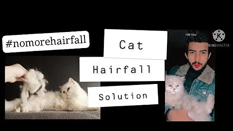 Watch the video about How to quickly stop cat's hair fall problem| Stop Persian cats hair fall / Cat hair shedding problem