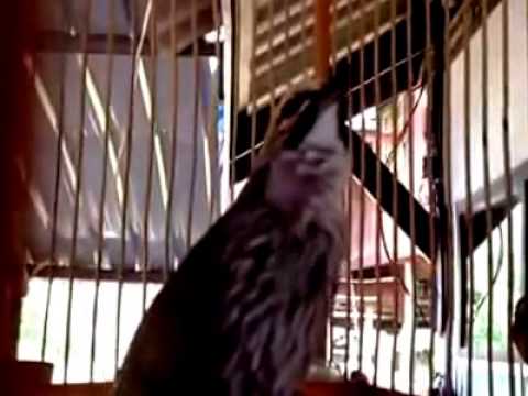 25+ Burung kedasih gacor isian terupdate