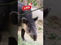 WILD South American Tapir Encounter! At the Los Angeles Zoo