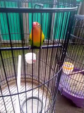 lovebird gacor KAPAL API BC