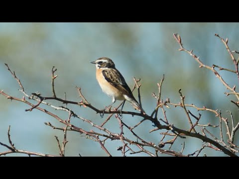 Video: Je whinchat pták?