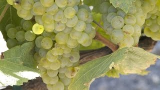 How Chardonnay is Made
