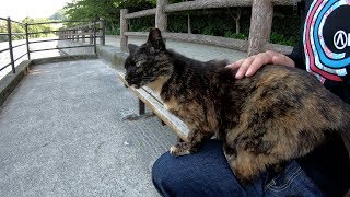 湖畔のベンチに座ったら、サビ猫が膝に乗ってきた