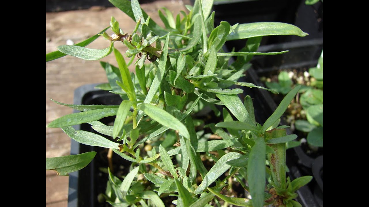 French Tarragon for Vitality, Digestion, Anti inflammatory, Pain Relief