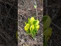 Swamp lantern flowers blooming as the snow melts in the mountains of Oregon