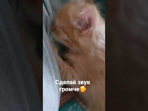 котенок-ребенок,приколы про кошек,