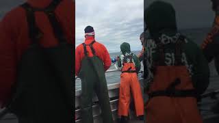 Catching a big yellow eye rockfish in Alaska