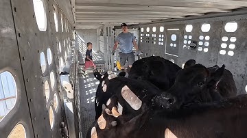 Teaching my son how to load cows, his first time in the trailer!