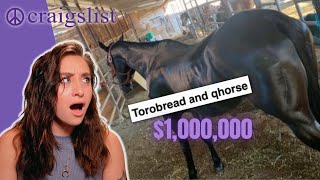CRAIGSLIST HORSE ADS: Torobread qhorse