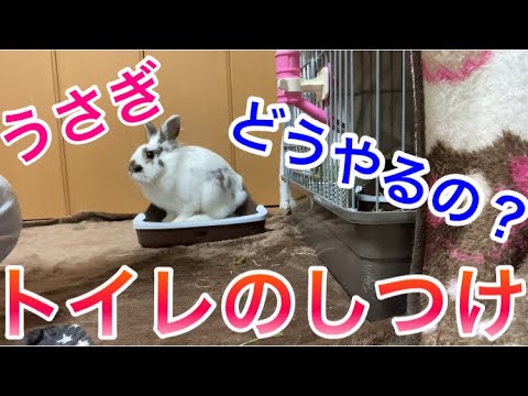 うさぎさんのトイレのしつけ方法 ライオンラビット Youtube うさぎさんのトイレのしつけ方法 ライオンラビット Youtube
