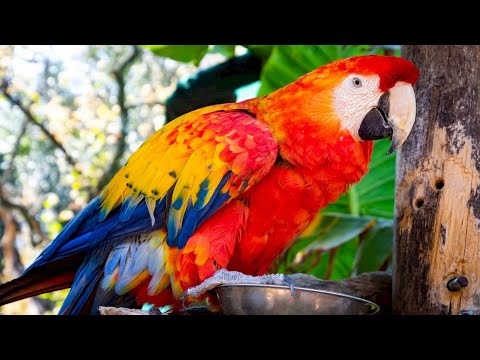 Care sunt speciile de papagali vorbitori? Cum arată papagalii vorbitori? -  YouTube