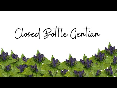 Wonderful Plant Wednesday, Ep. 13, Closed Bottle Gentian