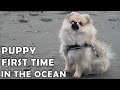 Pomeranian Puppy First Time in Ocean(WINTER EDITION)!