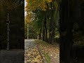 В Лиозно уничтожили кленовую аллею