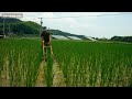 昔ながらの水田除草機で、草を抑える！！～③お米の自給自足～A rice field using a weeder.