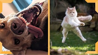 Cat And Dog Compilation|-Funny Vines- Cats and Dogs Video