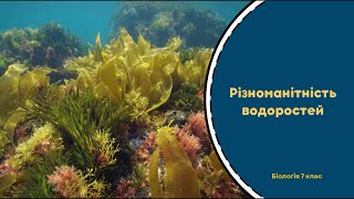 картинка: Різноманітність бурих, червоних та діатомових водоростей