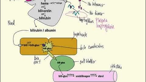 bilirubin metabolism made simple 1