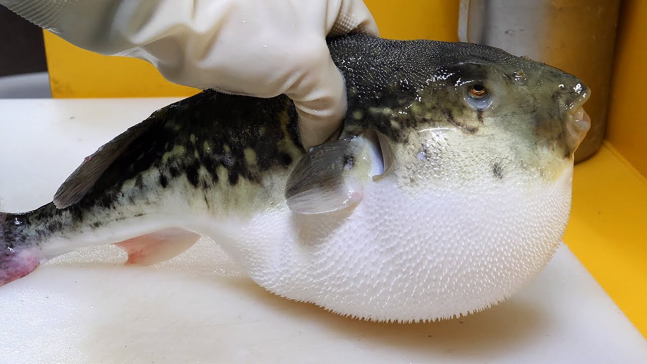 Master Of Blowfish Toxic Cleaning YouTube master-of-blowfish-toxic-cleaning-youtube